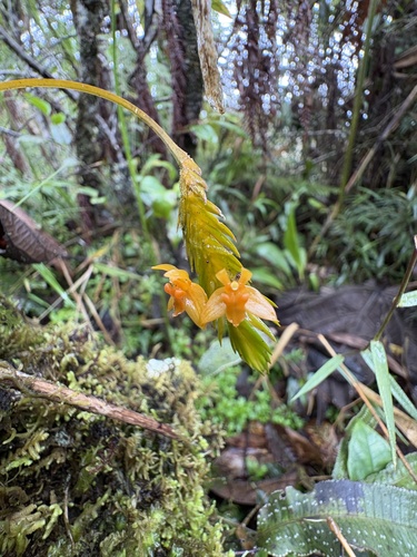 Stichorkis gibbosa observed 2026-03-27