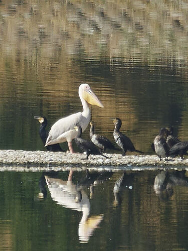 Great White Pelican