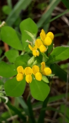 Faboideae
