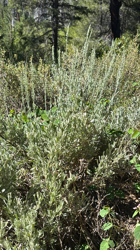 iNaturalist observation photo of wormwoods and sagebrushes