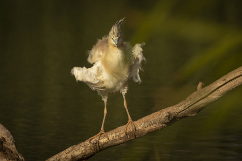 Squacco Heron