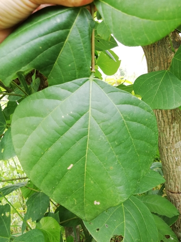 Image of Erythrina americana by (c) Alison Guerra, some rights reserved (CC BY)