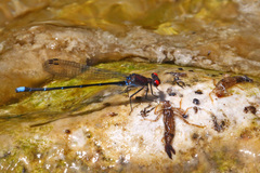 Argia cuprea