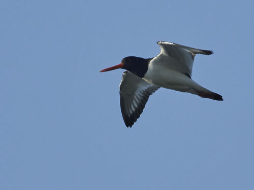 Eurasian Oystercatcher