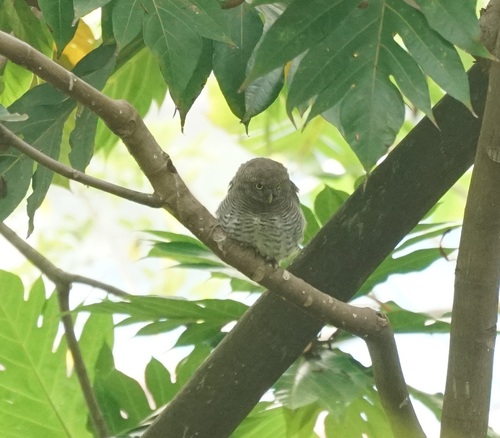 Jungle Owlet (Glaucidium radiatum), photo 4