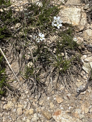 Cardamine resedifolia, photograph 6