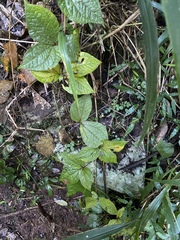 Dioscorea dregeana