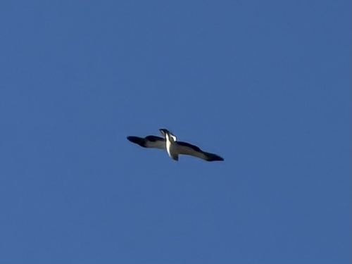 Booted Eagle
