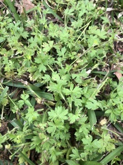 Ranunculus platensis