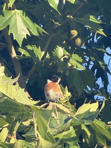 European Stonechat