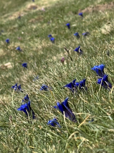Gentiana alpina, photograph 3