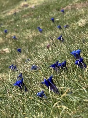 Gentiana alpina, photograph (c) chrisdt, some rights reserved (CC BY)