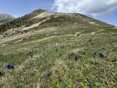 Gentiana alpina, photograph 4