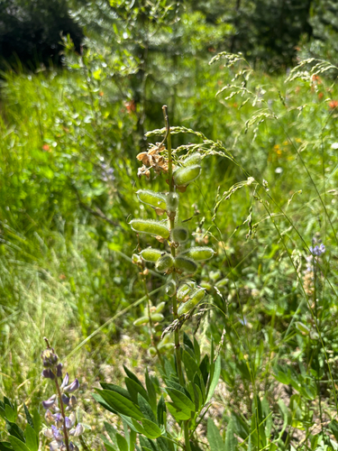 iNaturalist observation photo of lupines