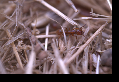 iNaturalist observation photo of Legionary Ants
