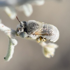 Anthophora hololeuca