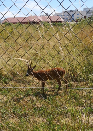 Western Roe Deer