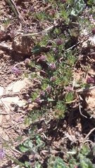 Veronica capsellicarpa