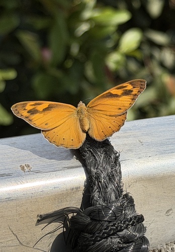 Boisduval's Tree Nymph