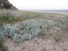 Senecio crassiflorus
