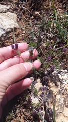 Veronica capsellicarpa