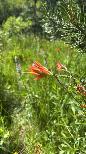 iNaturalist observation photo of scarlet paintbrush