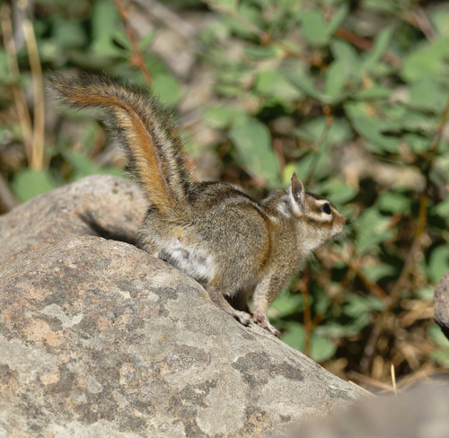 iNaturalist observation photo of Shadow Chipmunk