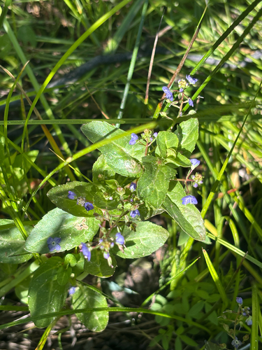 iNaturalist observation photo of American brooklime