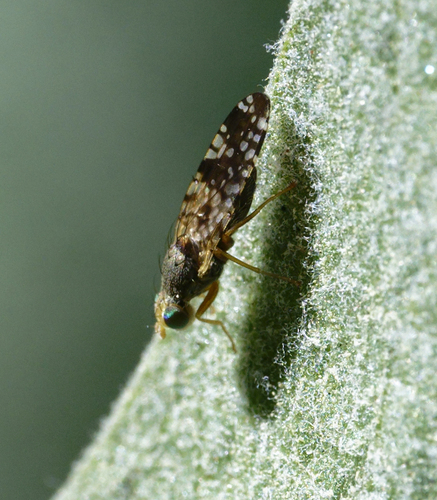 iNaturalist observation photo of Neotephritis