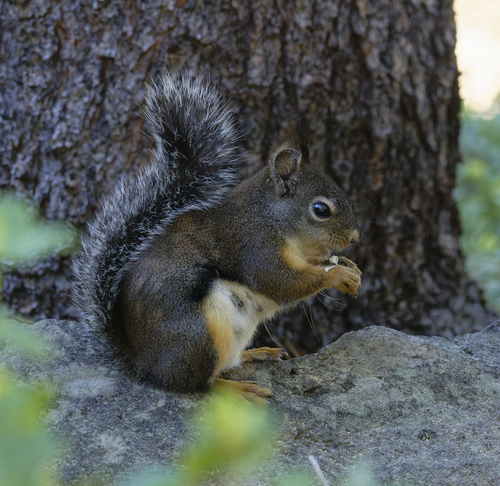 iNaturalist observation photo of Douglas's Squirrel
