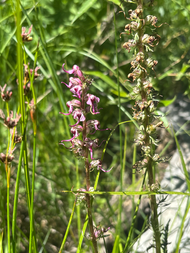 iNaturalist observation photo of Elephant's-Head lousewort