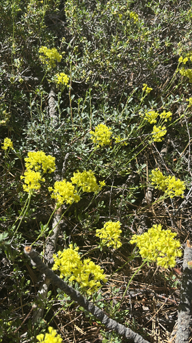 iNaturalist observation photo of sulfur buckwheat