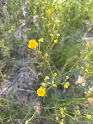 iNaturalist observation photo of strawberries, cinquefoils, and allies