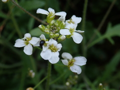 Arabidopsis arenosa arenosa