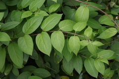 Lonicera japonica