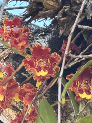 Candlestick Orchid (Otoglossum candelabrum)
