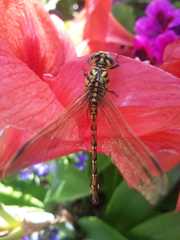 Ceratogomphus pictus