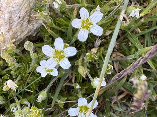Arenaria grandiflora, photograph 3