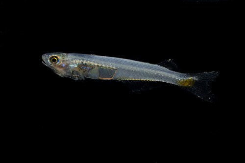 Smith's priapiumfish (Phenacostethus smithi) — Phallostethidae — 4