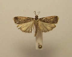 Scoparia phalerias