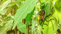 Pachylis acutangulus