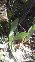 Centaurea fuscomarginata