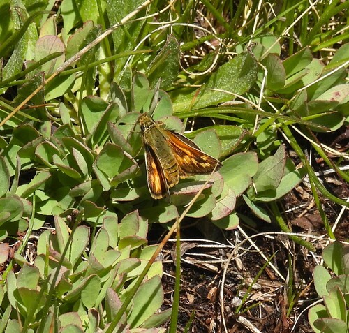 iNaturalist observation photo of Sandhill Skipper