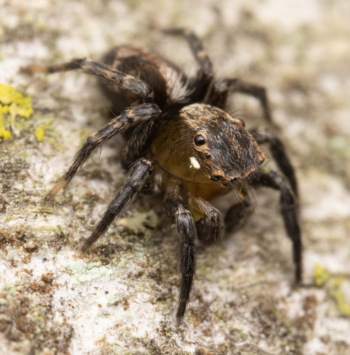 Flea jumping spider photo 6