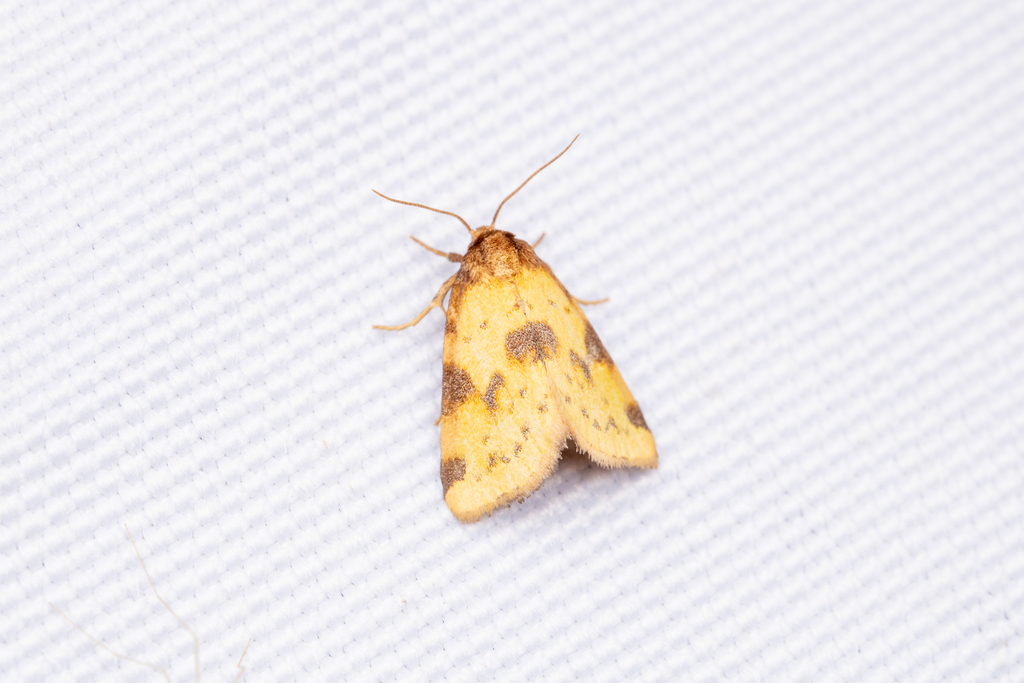 Obtuse Yellow