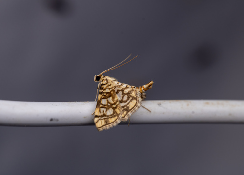 Bog Lygropia Moth photo 6