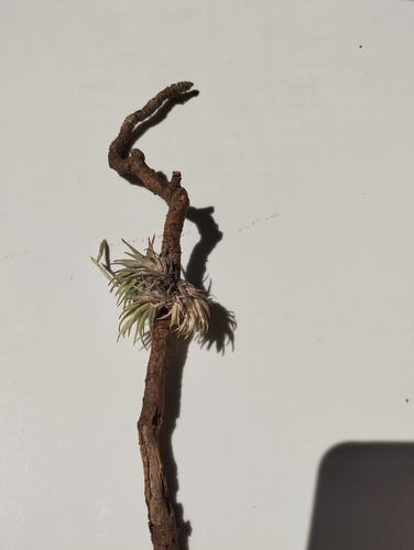 Tillandsia loliacea