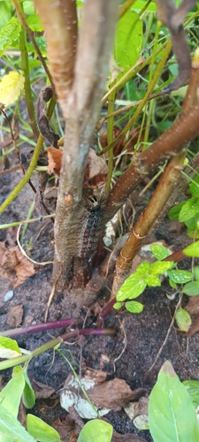 Spongy Moth