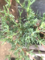 Malephora crocea