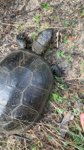 European Pond Turtle
